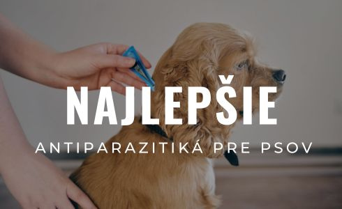 Najlepšie antiparazitiká pre psov na leto 2024: Recenzie a testovanie
