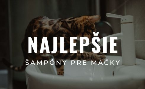 Najlepšie šampóny pre mačky 2026: Recenzie suchých aj dermo