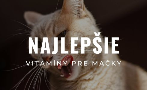 Najlepšie vitamíny pre mačky 2026: Veľký test a recenzie | Ako vybrať?