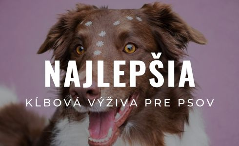 Najlepšia kĺbová výživa pre psov 2026: Veľké porovnanie a recenzie