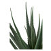 Umelá rastlina (výška 51 cm) Aloe Vera – House Nordic