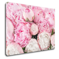 Impresi Obraz Ružové pivónie - 70 x 50 cm