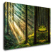 Impresi Obraz Slnečné lúče v lese - 90 x 60 cm