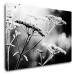 Impresi Obraz Čiernobiela lúčna kvetina - 90 x 60 cm