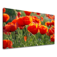 Obraz na stenu KVETY MAKY XOBKV119E11 - 100x150 cm