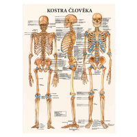 Vydavateľstvo Poznání Anatomický plagát - Kostra človeka