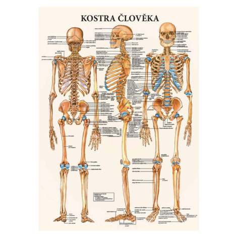 Vydavateľstvo Poznání Anatomický plagát - Kostra človeka