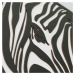 Moderný drevený obraz - Zebra