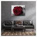Impresi Obraz Ruže na čiernobielom pozadí - 90 x 70 cm