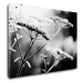 Impresi Obraz Čiernobiela lúčna kvetina - 70 x 50 cm