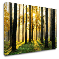 Impresi Obraz Osvietený les - 90 x 60 cm