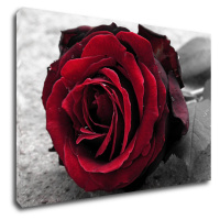 Impresi Obraz Ruže na čiernobielom pozadí - 90 x 60 cm
