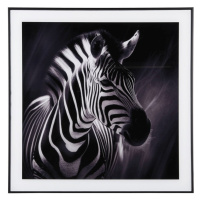 Obraz 50x50 cm Zebra - PT LIVING