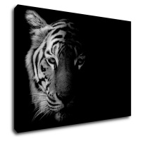 Impresi Obraz Tiger čiernobiely - 70 x 50 cm