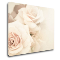 Impresi Obraz Ruže svetlé - 90 x 70 cm