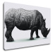 Impresi Obraz Nosorožec na bielom pozadí - 90 x 60 cm