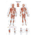Anatomický plagát Erler Zimmer - Spúšťacie body tela