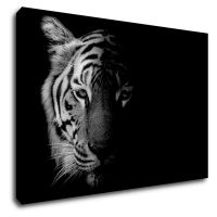 Impresi Obraz Tiger čiernobiely - 90 x 60 cm