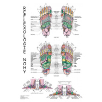 Vydavateľstvo Poznání Anatomický plagát - Reflexológia nohy