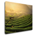 Impresi Obraz Východ slnka čajovníková plantáž - 90 x 70 cm