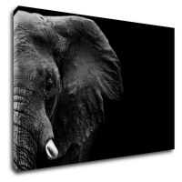 Impresi Obraz Slon na čiernom pozadí - 60 x 40 cm