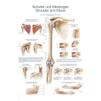 Anatomický plagát Erler Zimmer - Rameno a lakeť