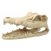 Dekorácia Repti Planet Krokodíl lebka 13,8x6,8x6,5cm