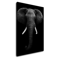 Impresi Obraz Slon čiernobiely - 50 x 70 cm