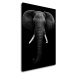 Impresi Obraz Slon čiernobiely - 50 x 70 cm