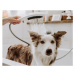 HANSGROHE - DogShower Sprchová hlavica 150, 3 prúdy, masážne dýzy, matná biela 26640700