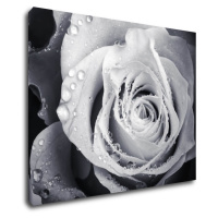 Impresi Obraz Čiernobiela ruže s kvapkami vody - 90 x 70 cm
