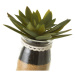 Umelé rastliny v súprave 4 ks (výška  18 cm) Cactus – Casa Selección