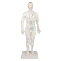 Erler Zimmer Akupunktúrny model muža