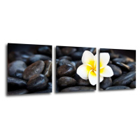 Impresi Obraz Biely kvet na čiernych kameňoch - 90 x 30 cm (3 dielny)