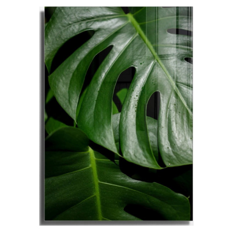 Sklenený obraz 50x70 cm Monstera - Wallity