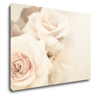Impresi Obraz Ruže svetlé - 70 x 50 cm