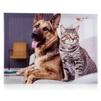 Sconto Obraz na plátne DOG AND CAT II 40x30 cm, motív pes s mačkou