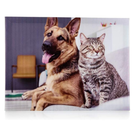 Sconto Obraz na plátne DOG AND CAT II 40x30 cm, motív pes s mačkou Houseland