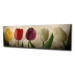 Obraz Tulipány 80x30 cm