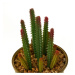Umelé kvety v súprave 4 ks Cactus – Casa Selección