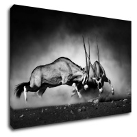 Impresi Obraz Antilopy čiernobiele - 90 x 60 cm