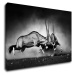 Impresi Obraz Antilopy čiernobiele - 90 x 60 cm
