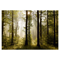 AG Art Fototapeta XXL Raný les 360 x 270 cm, 4 diely