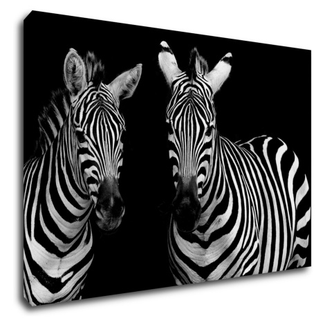 Impresi Obraz Dve zebry čiernobiele - 90 x 60 cm