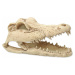 Dekorácia Repti Planet Krokodíl lebka 13,8x6,8x6,5cm