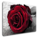 Impresi Obraz Ruže na čiernobielom pozadí - 60 x 40 cm