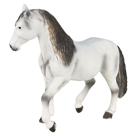 Mojo Andaluský žrebec šedý