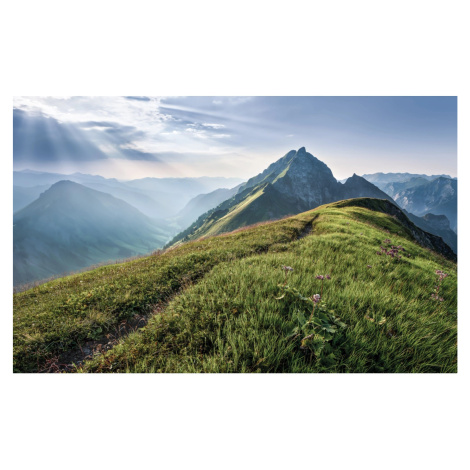 Komar Vliesová fototapeta Green Vein 400 x 250 cm