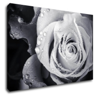 Impresi Obraz Čiernobiela ruže s kvapkami vody - 60 x 40 cm