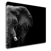 Impresi Obraz Slon na čiernom pozadí - 90 x 70 cm